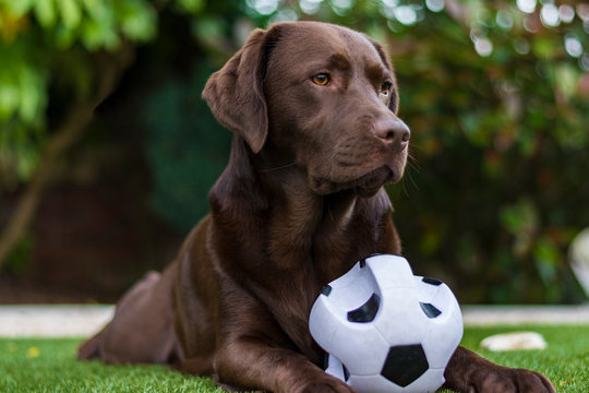 chocolate labrador white ball in garden - Powered by Adobe