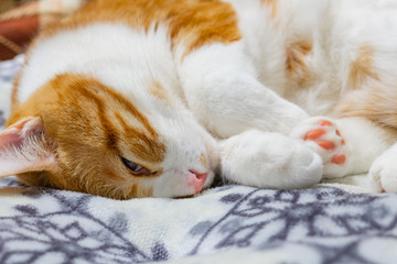 Fototapeta na wymiar ぐっすり眠る茶白ネコ