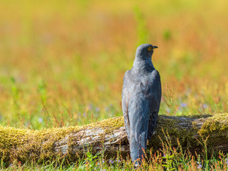 Cuckoo ( Cuculus canorus )  on the ground