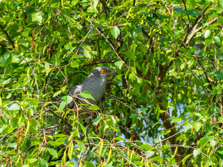 Cuckoo ( Cuculus canorus ) sitting on a tree branch