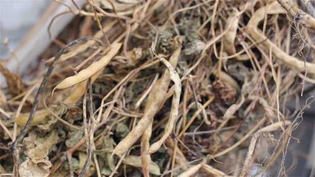 A bunch of lashes of beans or soybeans are collected in a pile. Ugly, filled with ugly infections dry stems of the large plan. Real time, natural light, outdoor, autumn, lost crop