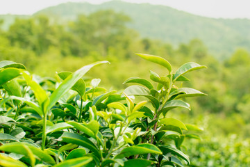 Tea plantations planted on beautiful mountains