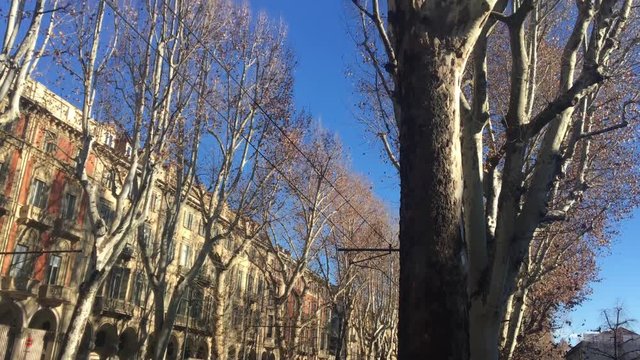 Viale alberato con edifici a Torino italia