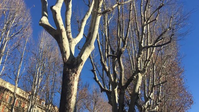 Viale alberato con edifici a Torino italia