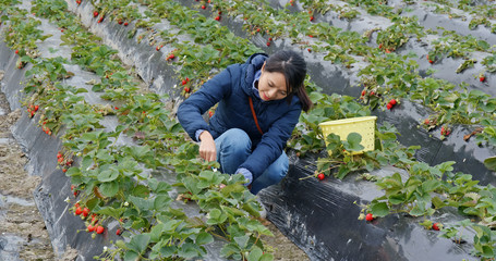 Woman pick strawberry in the farm