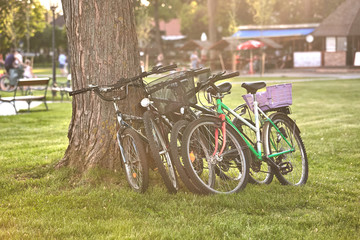 Fototapeta premium Four bikes parking leaning against the tree