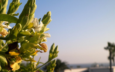 Close up of green canarian plant.