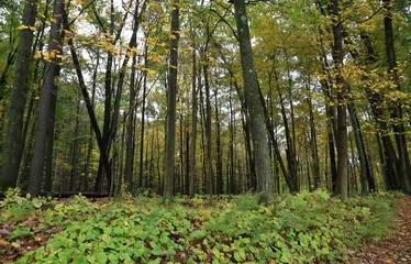 Obraz premium Scenic forest on the nature trail