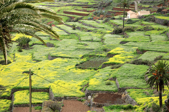 Terassenfelder bei Arure, La Gomera