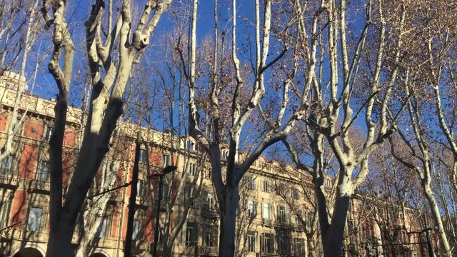 Viale alberato con edifici a Torino italia