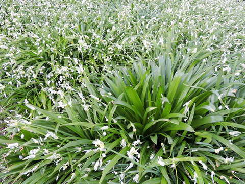Onions strange, Allium paradoxum, during flowering