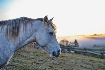 Grey Horse in Pasture on a Cold Autumn Day with Sunrise