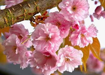 Sakura pink flowers . Springtime - Spring blossom background. 