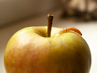 Little worm crawling on a green apple