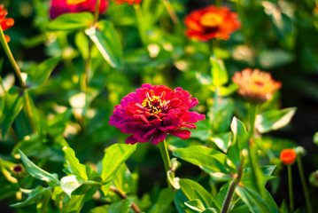 pink zinnia flower on green grass background