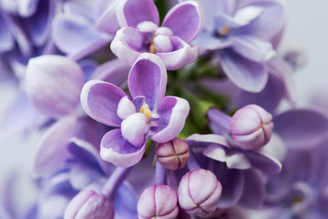 The lilac flowers.