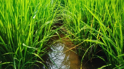 Green rice plants in agriculture field