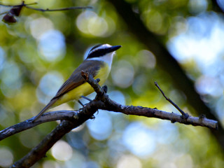 bird on a branch