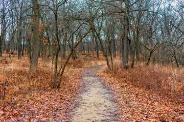 Fototapeta premium Trail in a Forest with Fallen Leaves during Winter at Suburban Willow Springs Illinois