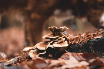 Pilze im Wald im Herbst, Hund im Hintergrund