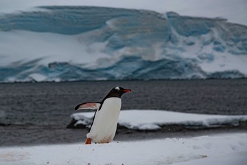Naklejka premium Penguin in Antarctica