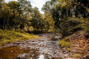 river and trees