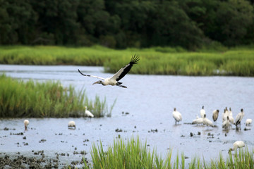 Beautiful wood stork flying over salt marsh full of oyster beds and birds in a shallow depth of...