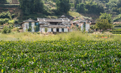 Fototapeta na wymiar Tea plantations around Tulou at Unesco heritage site near Xiamen
