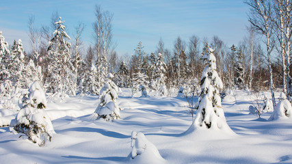 Bäume im Schnee