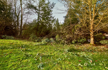 Suburban front yard following Winter windstorm taking down trees and branches