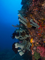Underwater wide angle photography of a branching vase sponge. © scubaluna
