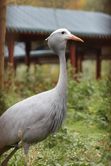 Crane bird in the zoo against a green background