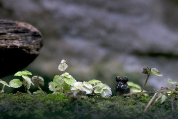 Amphibien
