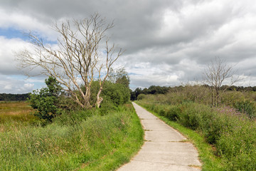 Cycle path in Dutch national park with fields and wetlands