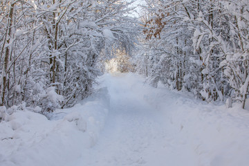 Schneebedeckter Waldweg