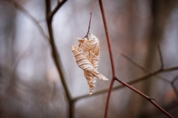 winter