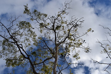 tree and blue sky