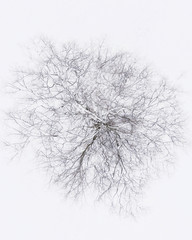 Fototapeta na wymiar Schneebedeckter Baum, Luftbild