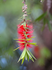 flor vermelha em fundo verde