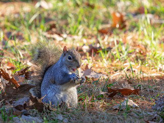 gray squirrel while eating peanuts in a sunny park meadow