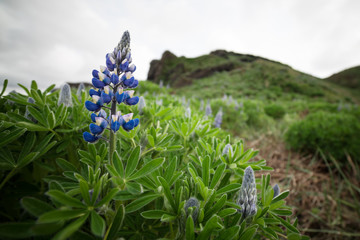 Spring Lupine in Iceland