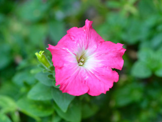 pink flower 