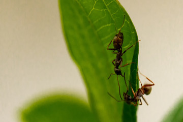 Ameise Ants
