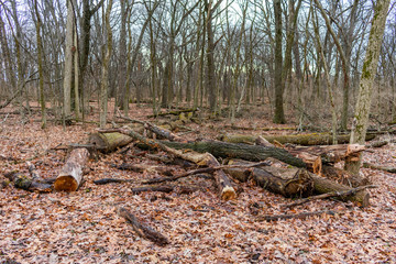 Chopped Down Trees in a Forest during Winter