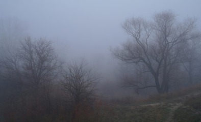 Obraz na płótnie Canvas autumn forest with misty morning
