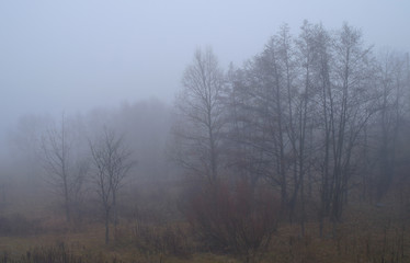 Fototapeta na wymiar autumn forest with misty morning