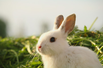 Fototapeta premium White rabbit on the grass