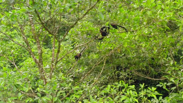 Aerial: Brown Mantled Howler Monkeys in Crown of Tree