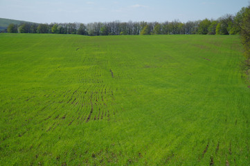 Fototapeta premium Spring coming to the land