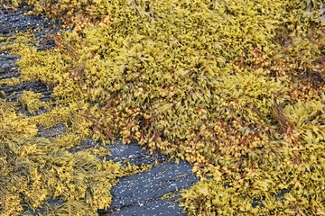 Kelp in Norway